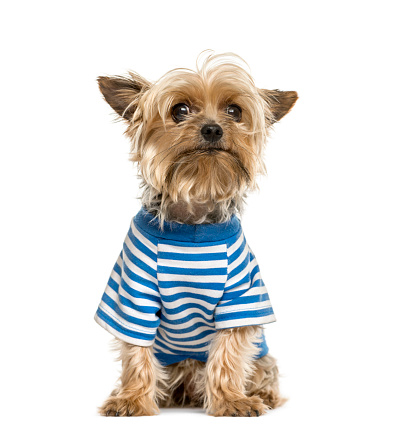 Yorkshire wearing a stripped blue t-shirt, isolated on white