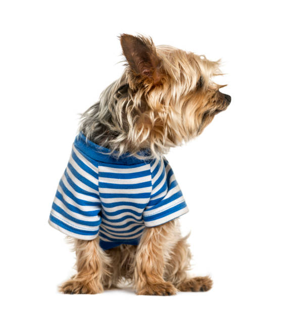 istock Yorkshire wearing a stripped blue t-shirt, isolated on white 861195116
