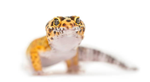 istock Close-up of a leopard gecko, isolated on white 861195170