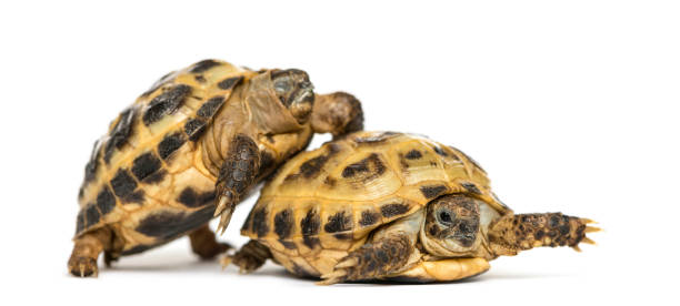 istock Turtles on the way to copulate, isolated on white 861195200