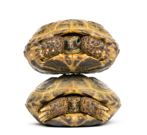 istock Two turtles one above the other, isolated on white 861195302