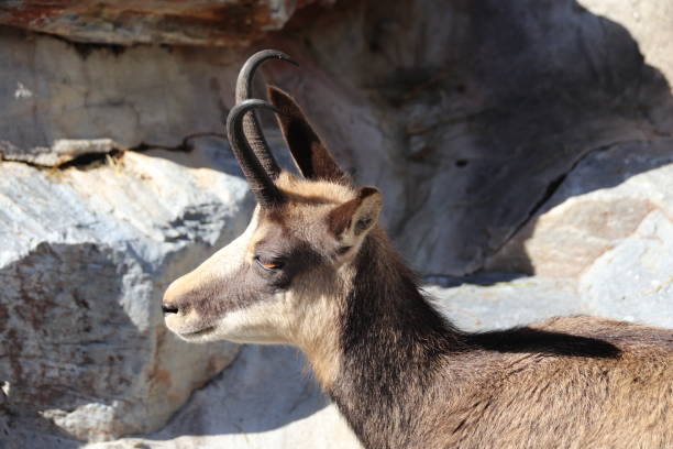 istock Chamois, Chamoms, Rupicapra rupicapra, Tyrol, Austria 861197454