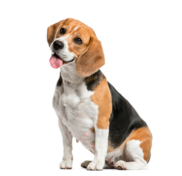 Beagle sitting and panting, isolated on white Beagle sitting and panting, isolated on white hound stock pictures, royalty-free photos & images