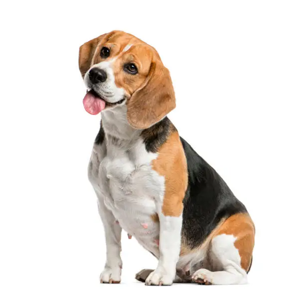 Photo of Beagle sitting and panting, isolated on white