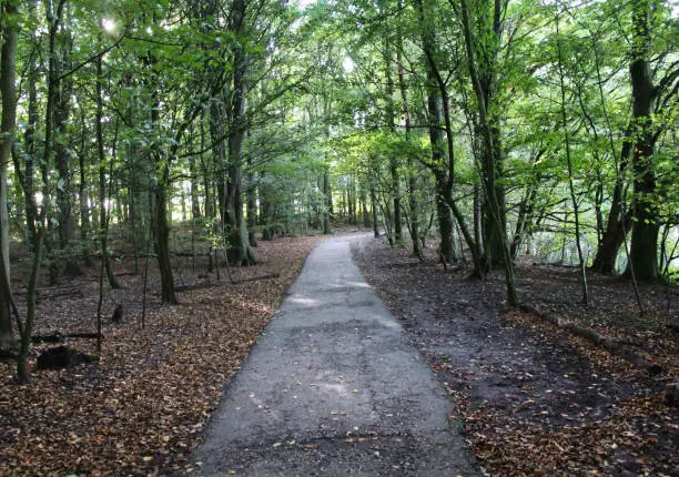 Photo of amsterdam forest path in autumn