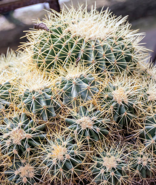 istock Cactus plant in the pot close-up 861198308