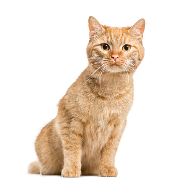 istock European cat sitting, isolated on white 861198436