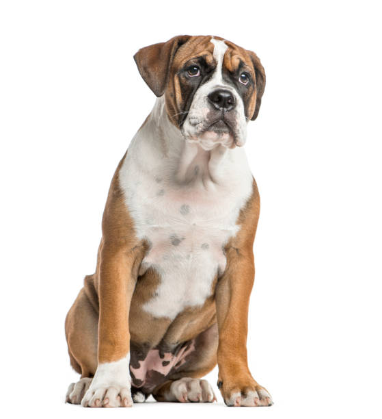 istock Mixed-breed, English bulldog and boxer, sitting, isolated on white 861198620