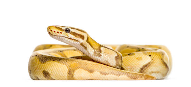 ホタル python では、白で隔離 - royal python ストックフォトと画像