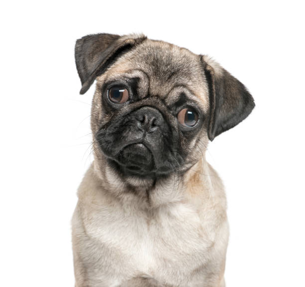 istock Close-up of a pug, isolated on white 861198806