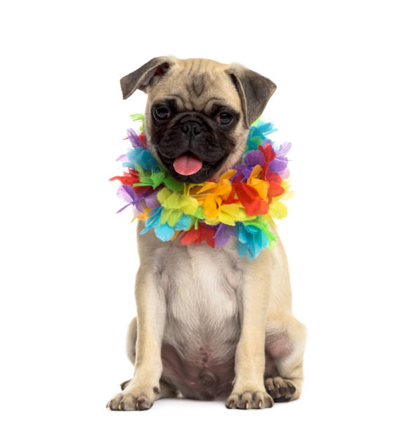 istock Pug sitting wearing a hawaiian lei, isolated on white 861199158