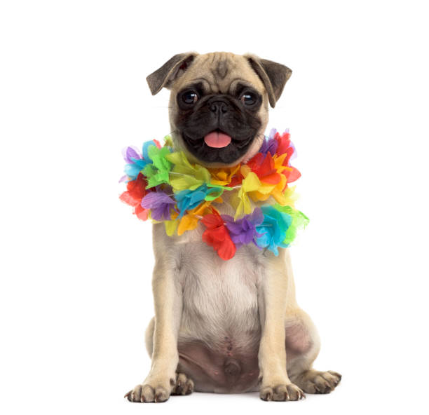 istock Pug sitting wearing a hawaiian lei, isolated on white 861199738