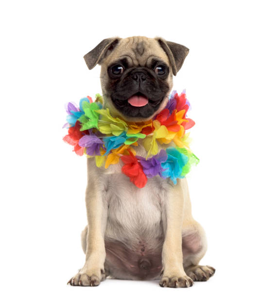 istock Pug sitting wearing a hawaiian lei, isolated on white 861201222