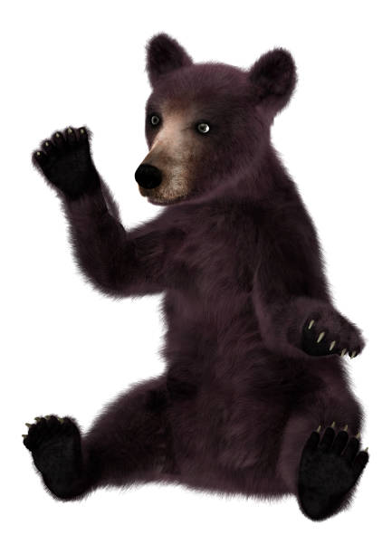 istock 3D rendering little American black bear or Ursus americanus on white 861201656