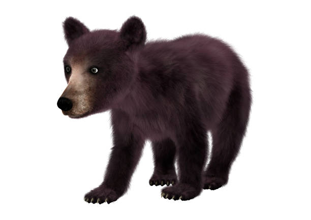 istock 3D rendering little American black bear or Ursus americanus on white 861201702