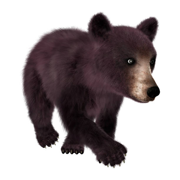 istock 3D rendering little American black bear or Ursus americanus on white 861201726