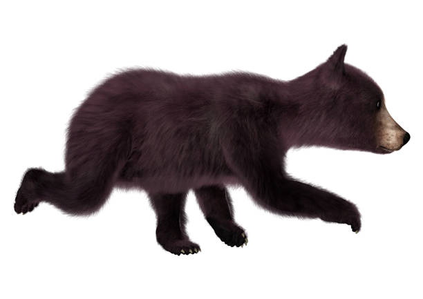 istock 3D rendering little American black bear or Ursus americanus on white 861201728