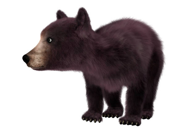 istock 3D rendering little American black bear or Ursus americanus on white 861201738
