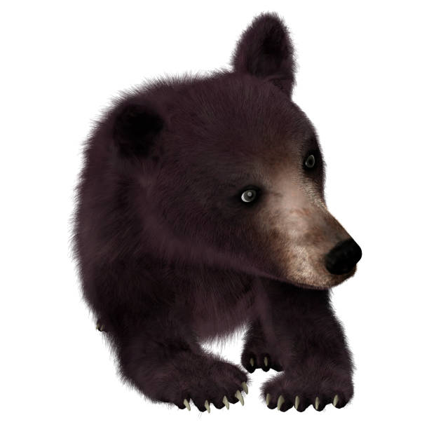 istock 3D rendering little American black bear or Ursus americanus on white 861201766