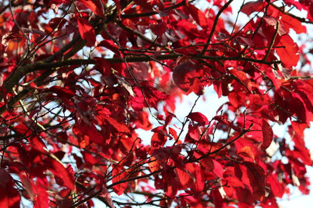 istock Colored leaves on trees during autumn season 861201894