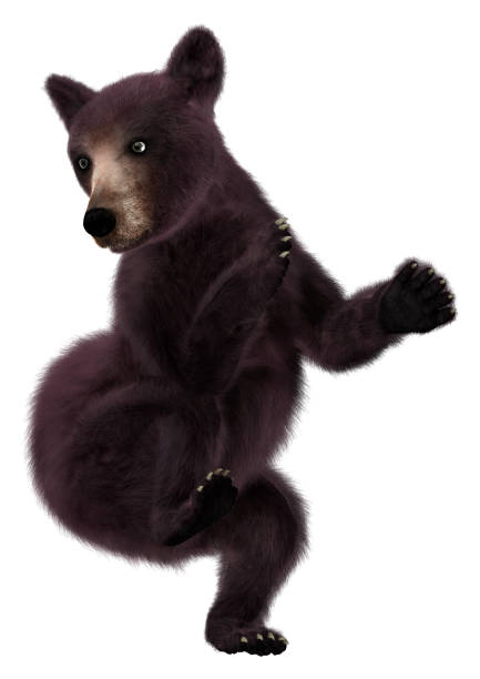 istock 3D rendering little American black bear or Ursus americanus on white 861205070
