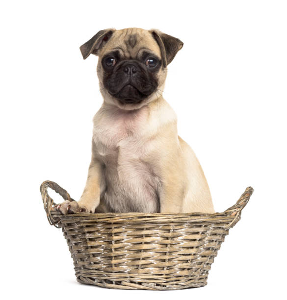 istock Pug sitting in a wicker basket, isolated on white 861205392