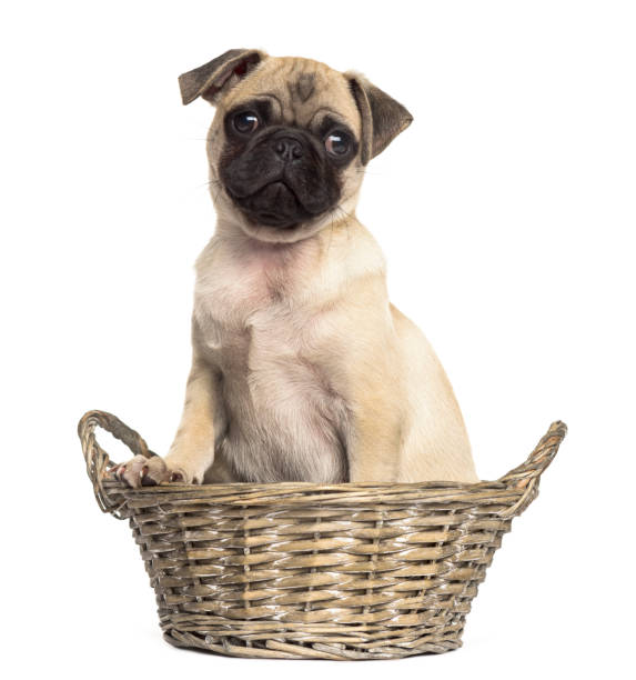 istock Pug sitting in a wicker basket, isolated on white 861205402