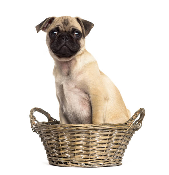 istock Pug sitting in a wicker basket, isolated on white 861205406