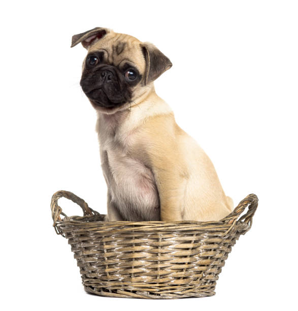 istock Pug sitting in a wicker basket, isolated on white 861205424