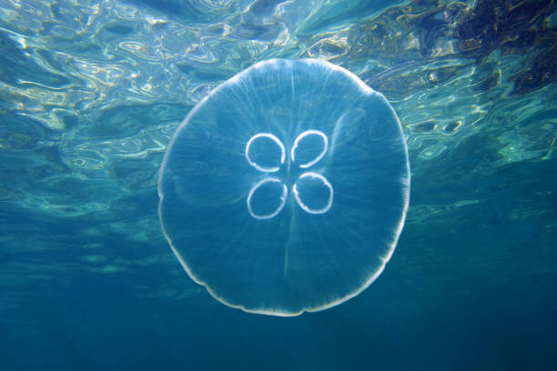 meduza księżycowa i powierzchnia wody - jellyfish moon jellyfish underwater wildlife zdjęcia i obrazy z banku zdjęć