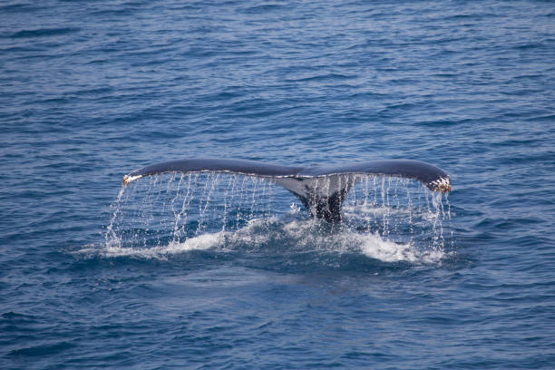 istock Humpback Whale, Kimberley, Western Australia 861205966