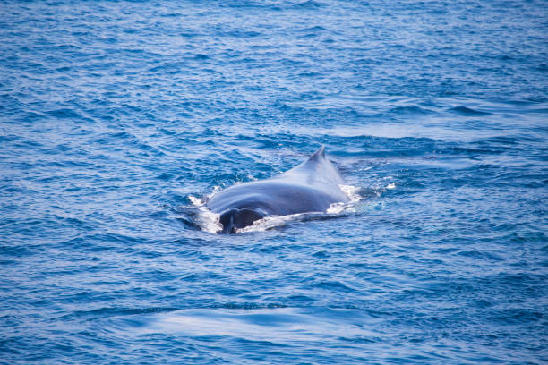 istock Humpback Whale, Kimberley, Western Australia 861206138