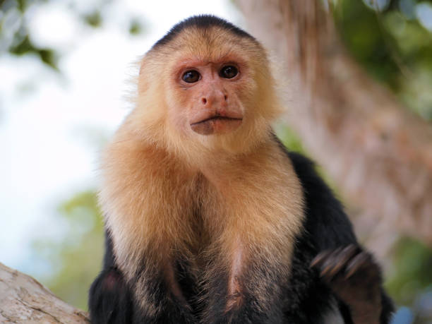 Monkey face Head of White-faced capuchin monkey, national park of Cahuita, Caribbean, Costa Rica capuchin monkey stock pictures, royalty-free photos & images