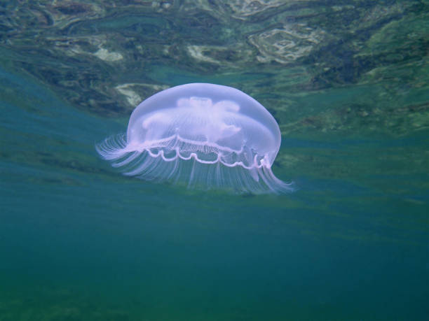보름달물해파리 - jellyfish moon jellyfish underwater wildlife 뉴스 사진 이미지