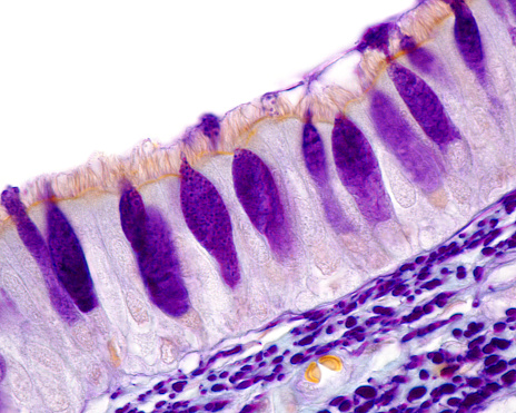 Tracheal mucosa lined by ciliated pseudostratified prismatic epithelium with goblet cells stained in purple as well as the elastic fibers located under the epithelium. Light microscope picture. Gabe’s technique.