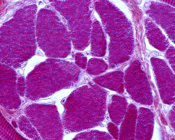 skelett-muskelfasern. myofibrillen - myofibrils stock-fotos und bilder