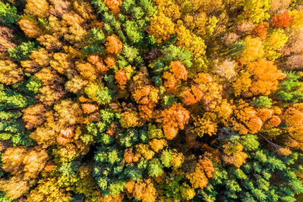 istock Top View Of Autumn Forest 861209386