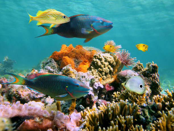 Multicolored underwater sealife Colorful tropical fish and marine life in a coral reef parrot fish stock pictures, royalty-free photos & images
