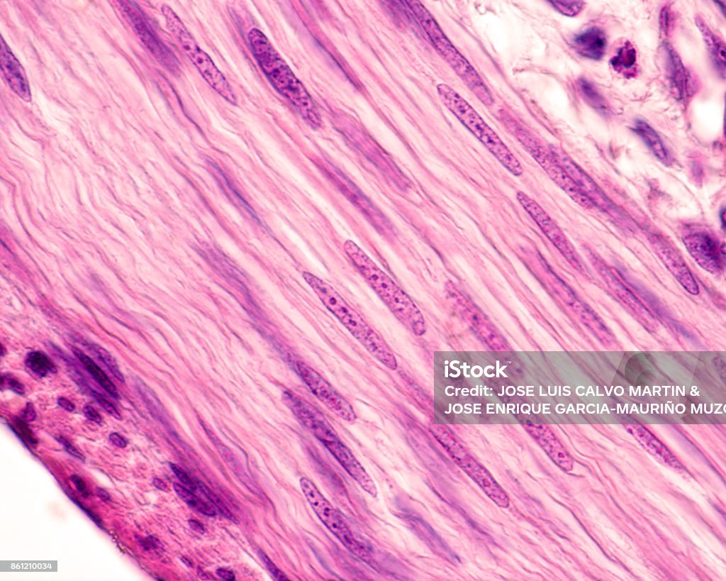 Smooth muscle cells. Nuclei Nuclei of smooth muscle cells. These cells show a very elongated fusiform nucleus which contains small nucleoli. Hematoxylin & eosin stain. Muscle Fiber Stock Photo