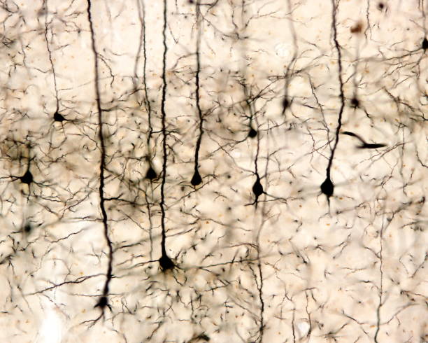 Pyramidal neurons Pyramidal neurons of the cerebral cortex impregnated with the Golgi method nervous tissue stock pictures, royalty-free photos & images