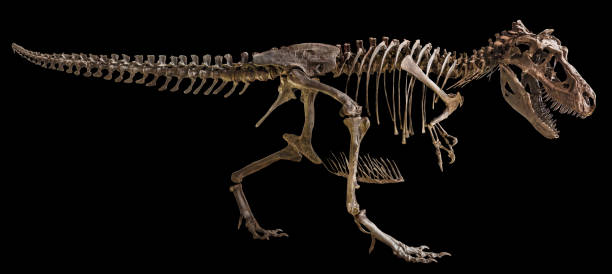 esqueleto de tyrannosaurus rex en fondo aislado - dinosaur fossil tyrannosaurus rex animal skeleton fotografías e imágenes de stock