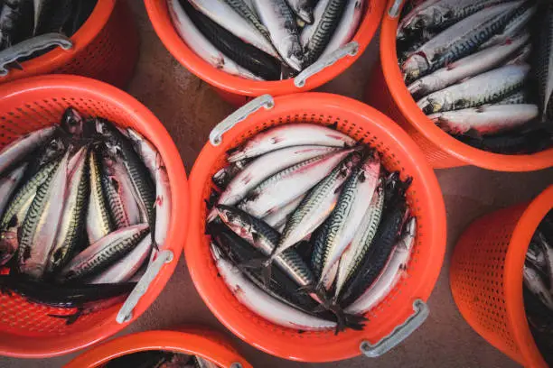 Photo of Fishingboat vessel fishing: huge catch of mackerel fish