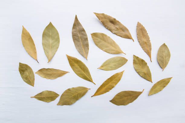 Dried bay leaves on white wooden background.