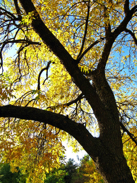 istock Autumn in the citys park 861223864