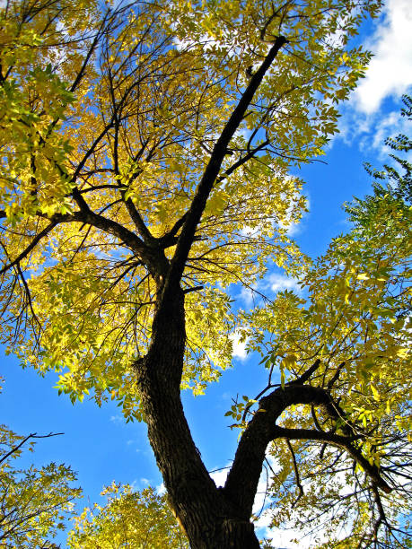 istock Autumn in the citys park 861226474