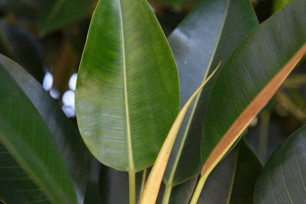 istock Green plant leaves background 861226776