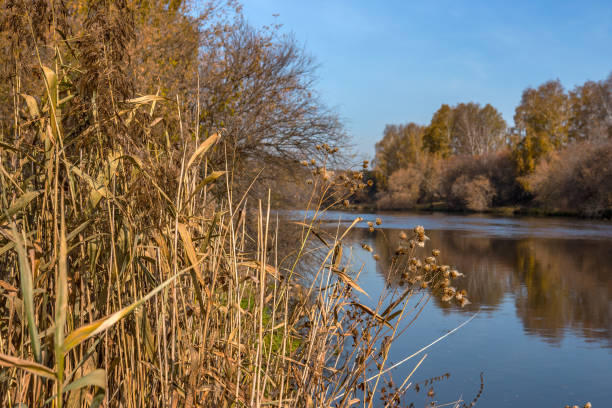 istock dry reed on the river bank 861227506