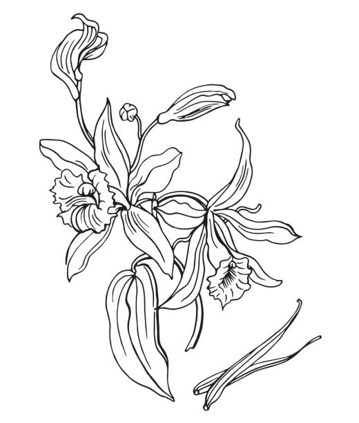 Flowering vanilla Flowering vanilla and her pods, outline vector illustration on a white background. vanilla flower bean stock illustrations