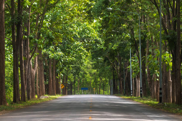 istock tunnel of green trees on sunlight 861230296