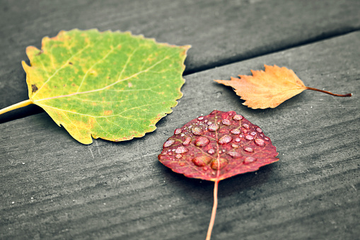 Small leaves in the autumn with raindrops